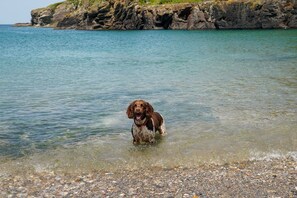 Ein Hund steht in flachem Wasser in der Nähe einer felsigen Küste.