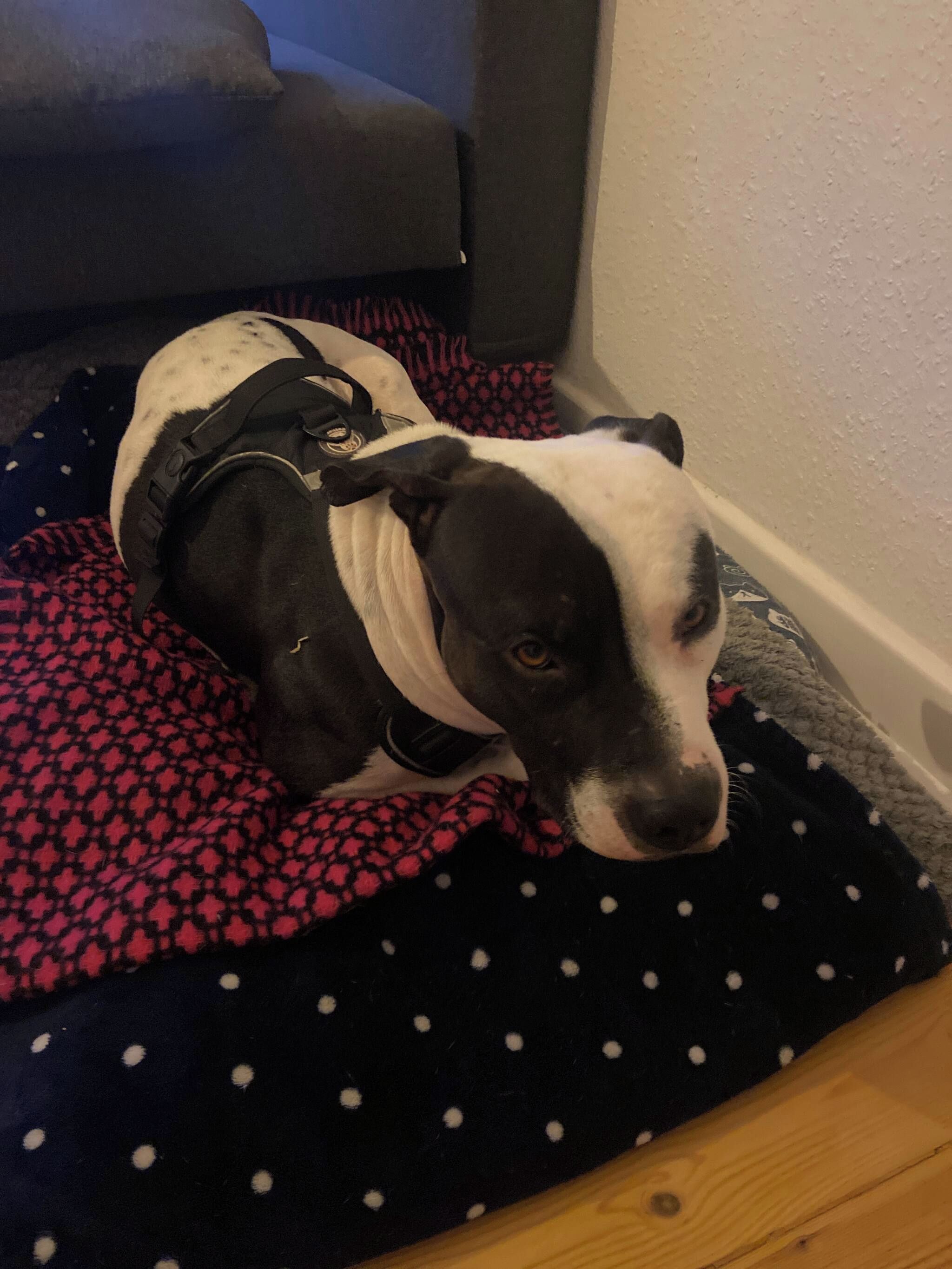 A dog lying on a polka-dotted blanket on a bed.