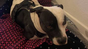 A dog lying on a polka-dotted blanket on a bed.