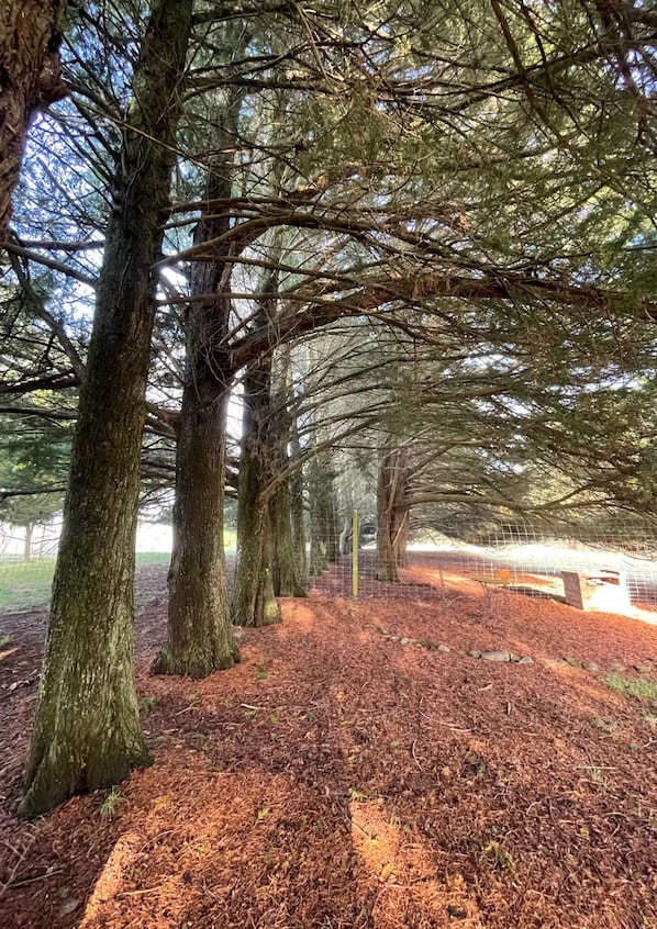 A forested area with a pathway lined by trees and a wire fence.