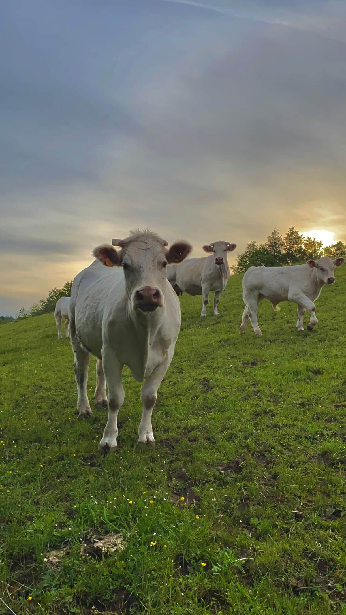 A grassy field with cows.