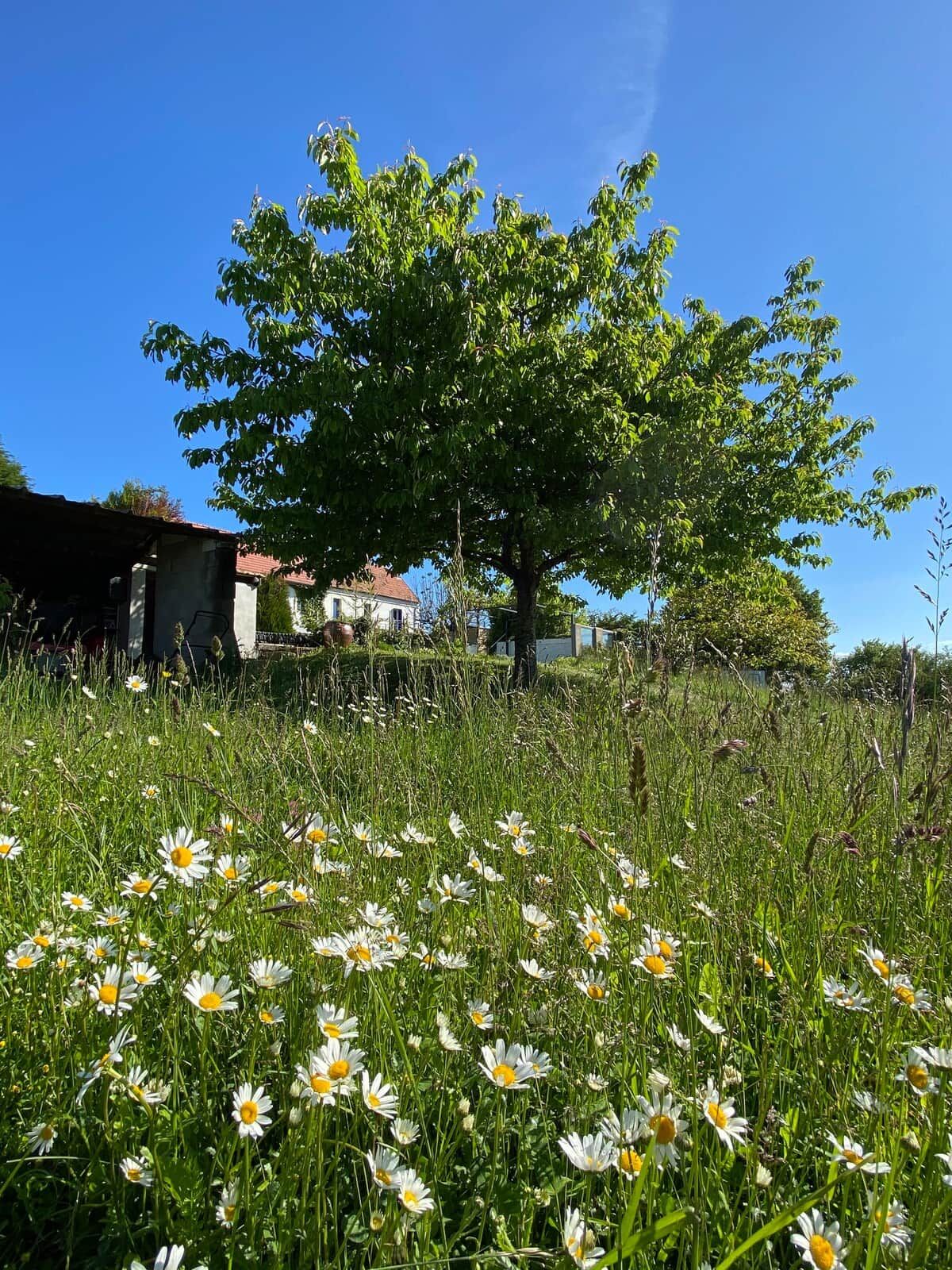 Niitty täynnä päivänkakkaroita, taustalla suuri puu.