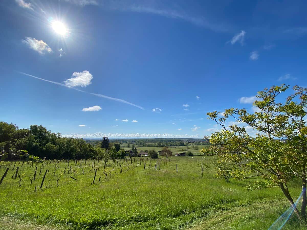 Un vignoble où s’étendent des rangées de vignes sous un ciel dégagé.