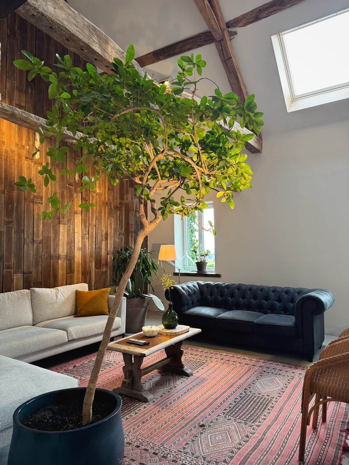 Una sala de estar con un árbol grande, un sofá, una mesa de centro y una alfombra estampada.