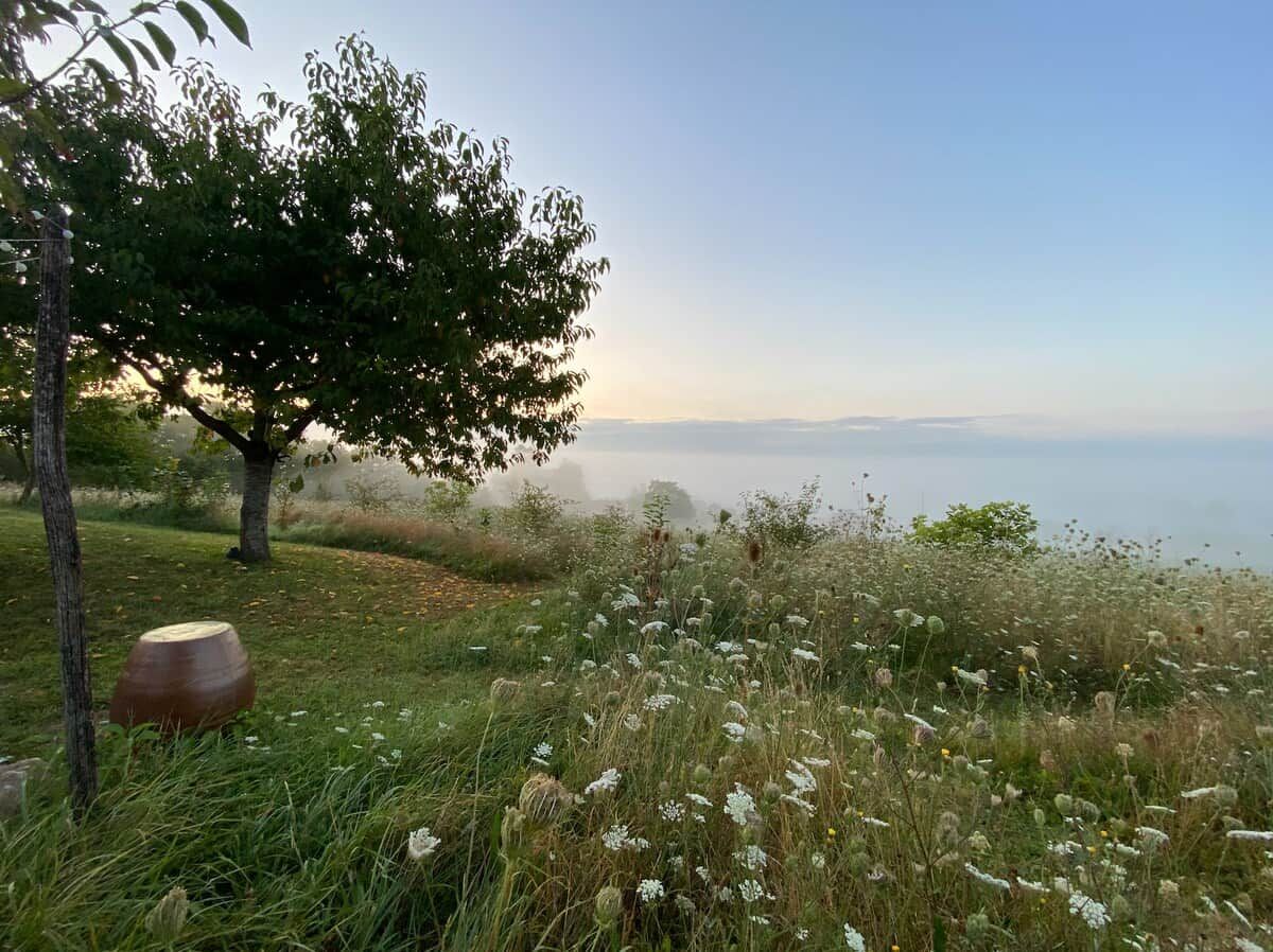 A natural landscape with a tree, grass, and wildflowers.
