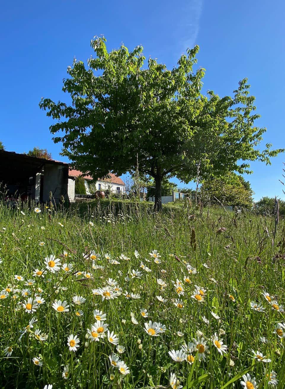Een veld met margrieten, een grote boom en huizen op de achtergrond.