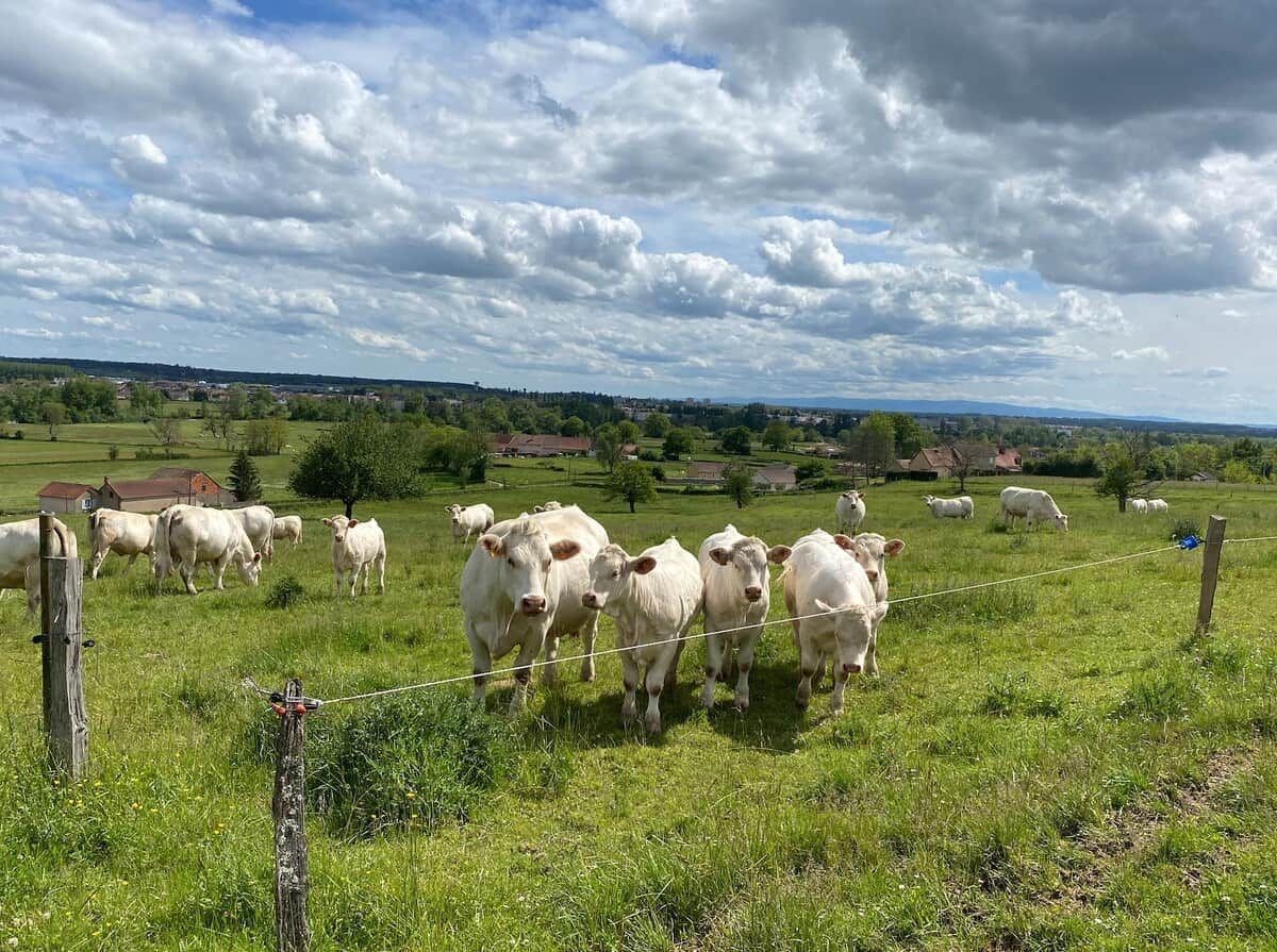 Paisatge rural amb un ramat de bestiar blanc pastant en un camp, envoltat per una tanca i un cel clar.