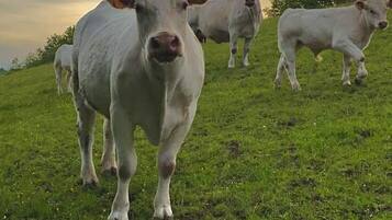 Un champ herbeux où paissent des vaches.