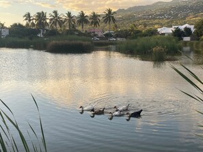 A calm lake with ducks swimming, surrounded by greenery and houses in the background. - Studio cosy à 150 m du lagon - spa privatif (L'Étang-Salé)