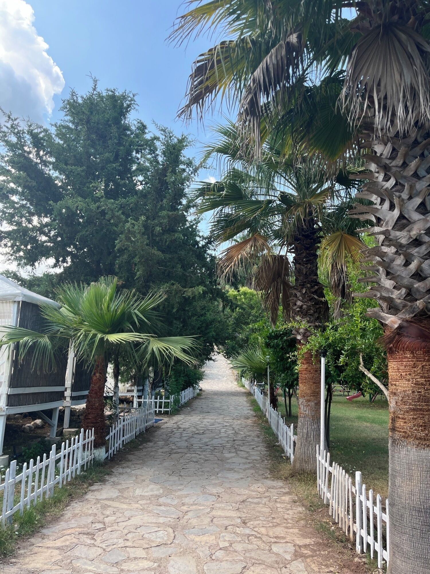 Un sendero pavimentado bordeado de palmeras y una cerca blanca de piquetes.