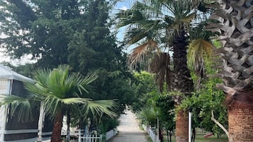 Un sendero pavimentado bordeado de palmeras y una cerca blanca de piquetes.