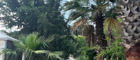 A paved pathway flanked by palm trees and a white picket fence.