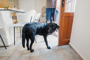 Ein schwarzer Hund steht in einer Diele mit Fliesenboden, einer Holztür und einer Person im Hintergrund.