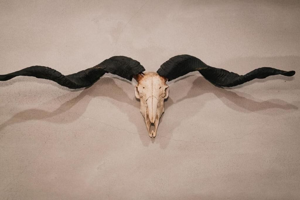 A skull with horns mounted on a wall.