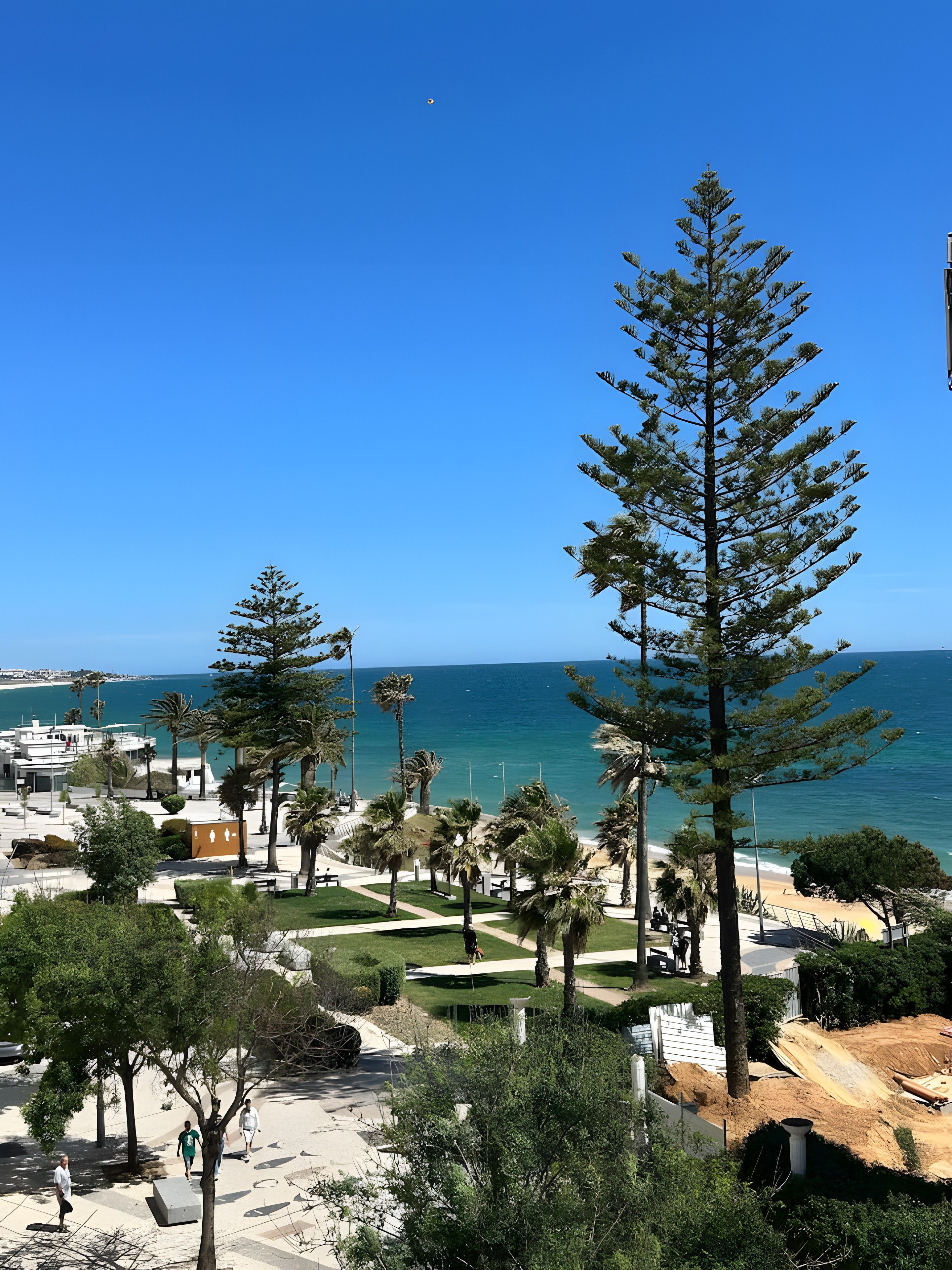 A coastal landscape with a clear sky, a large pine tree, and a view of the sea.