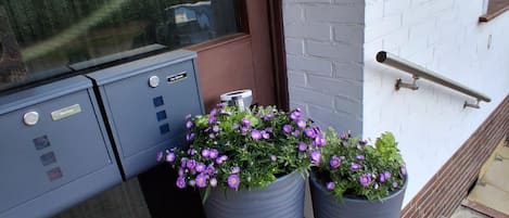 Een gevel met een deur, een brievenbus en twee grote plantenbakken met paarse bloemen.