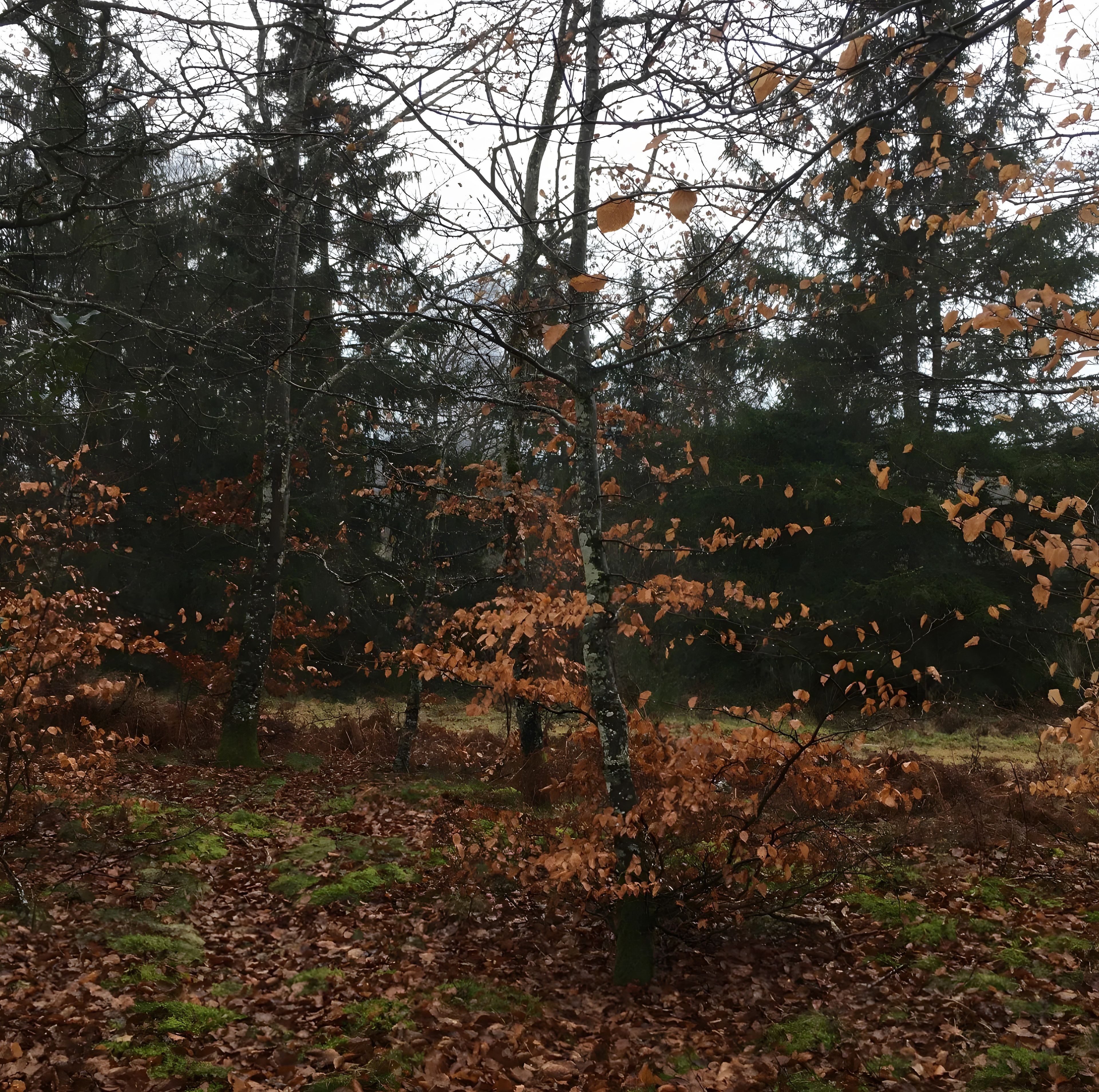 Une zone boisée avec des arbres et des feuilles mortes au sol.