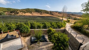 A vineyard with rows of grapevines, a stone wall, and a pathway. - Ville in ifrane dayat aoua view mountain (Ifrane)
