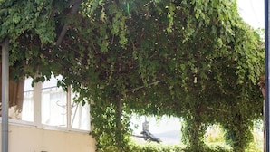 An outdoor seating area with tables and chairs, covered by a leafy vine, and a view of the landscape. - Vrbo Property (A Ermida /  Pazos de Borbén)