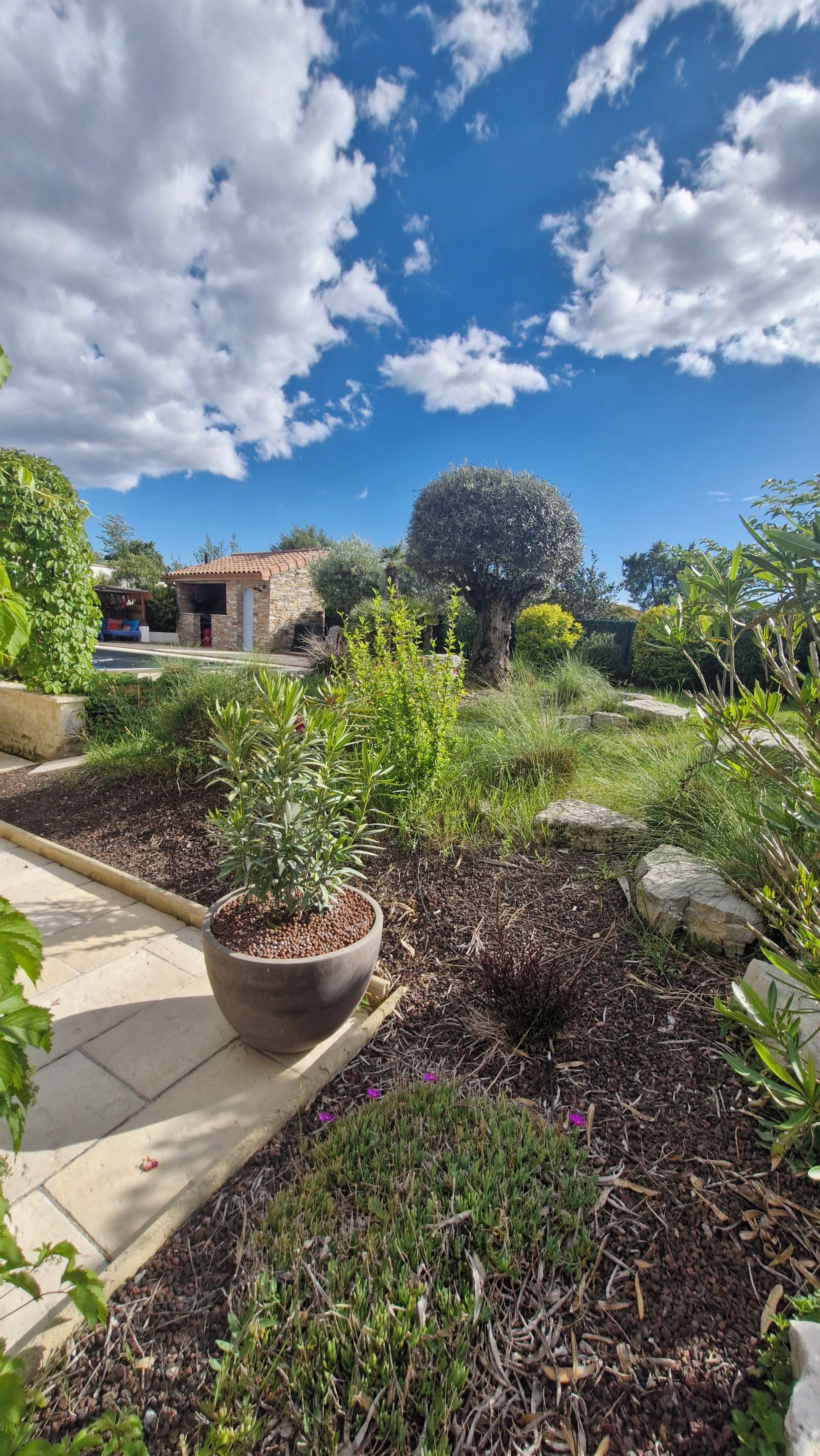 Un jardin où l’on trouve une grande variété de plantes et un grand arbre.