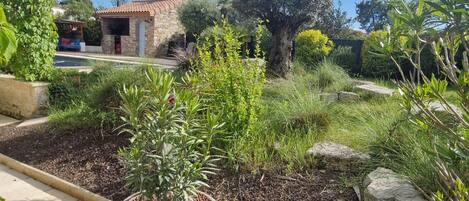 Un jardín con diversas plantas y un árbol grande.