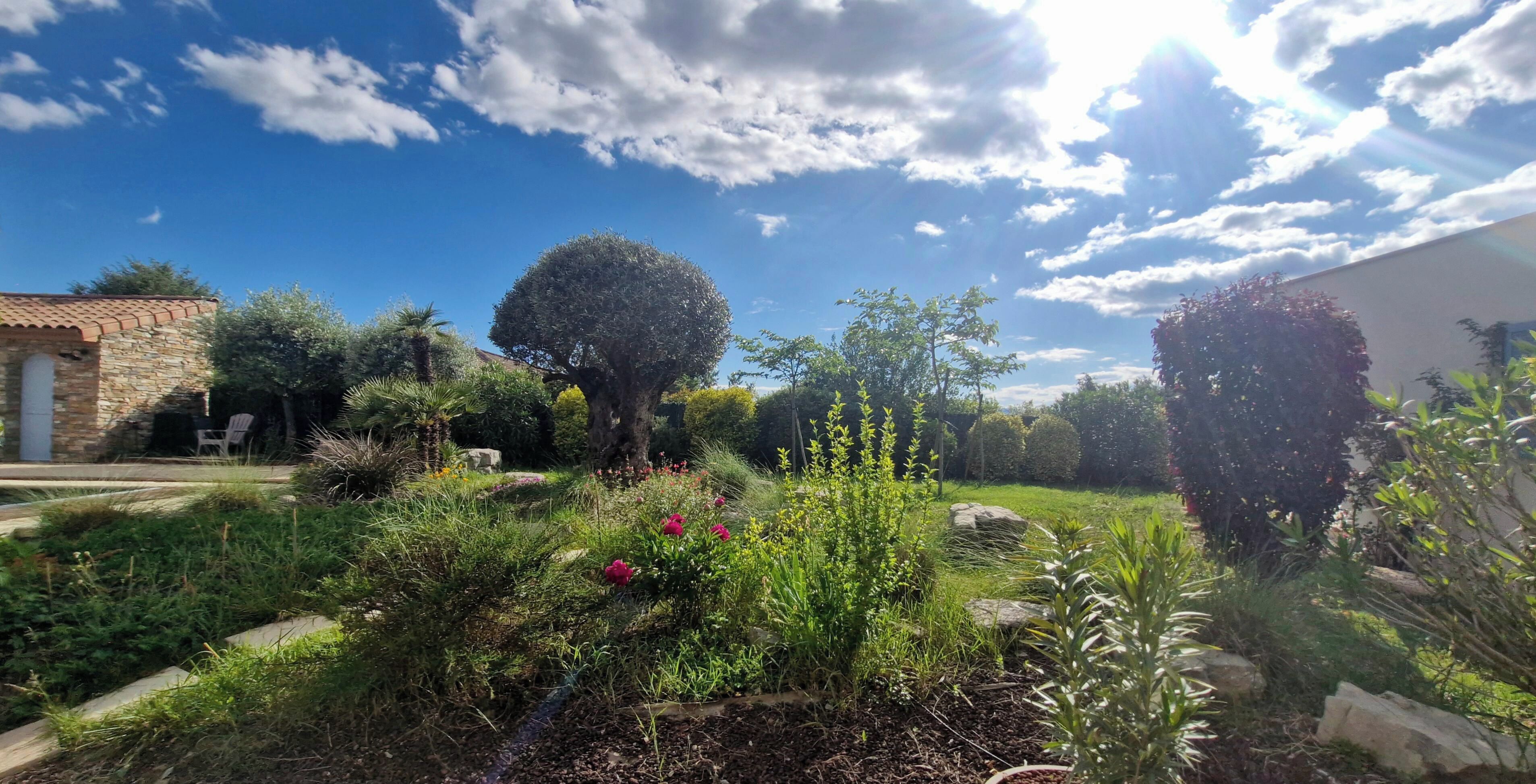 Een tuin met verschillende planten en een grote boom.