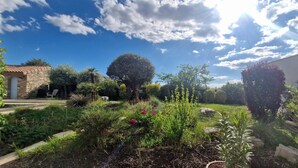 A garden with a variety of plants and a large tree.