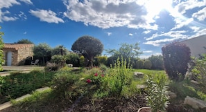 A garden with a variety of plants and a large tree.