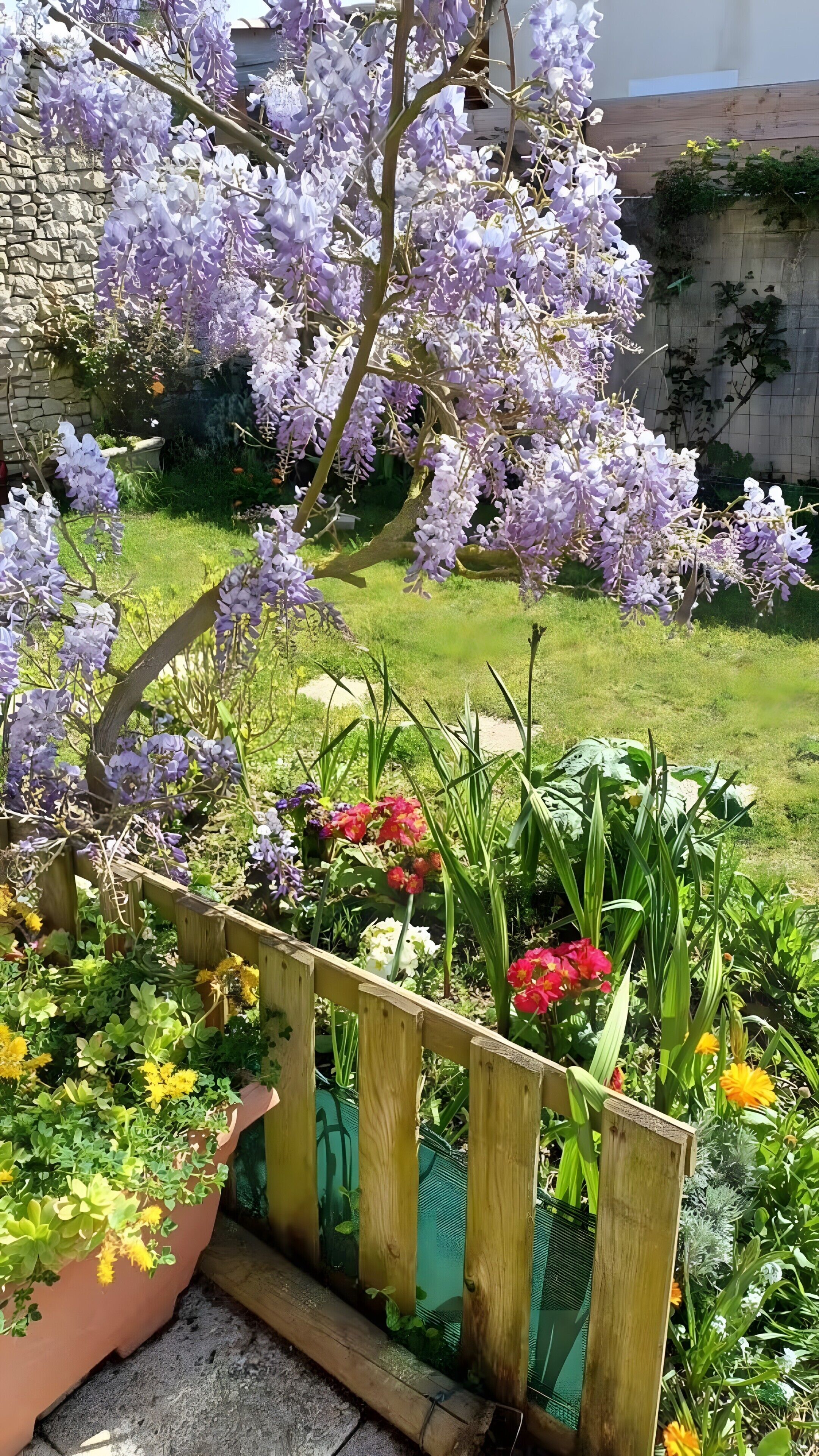 Un jardín con flores moradas, una valla de madera y diversas plantas.