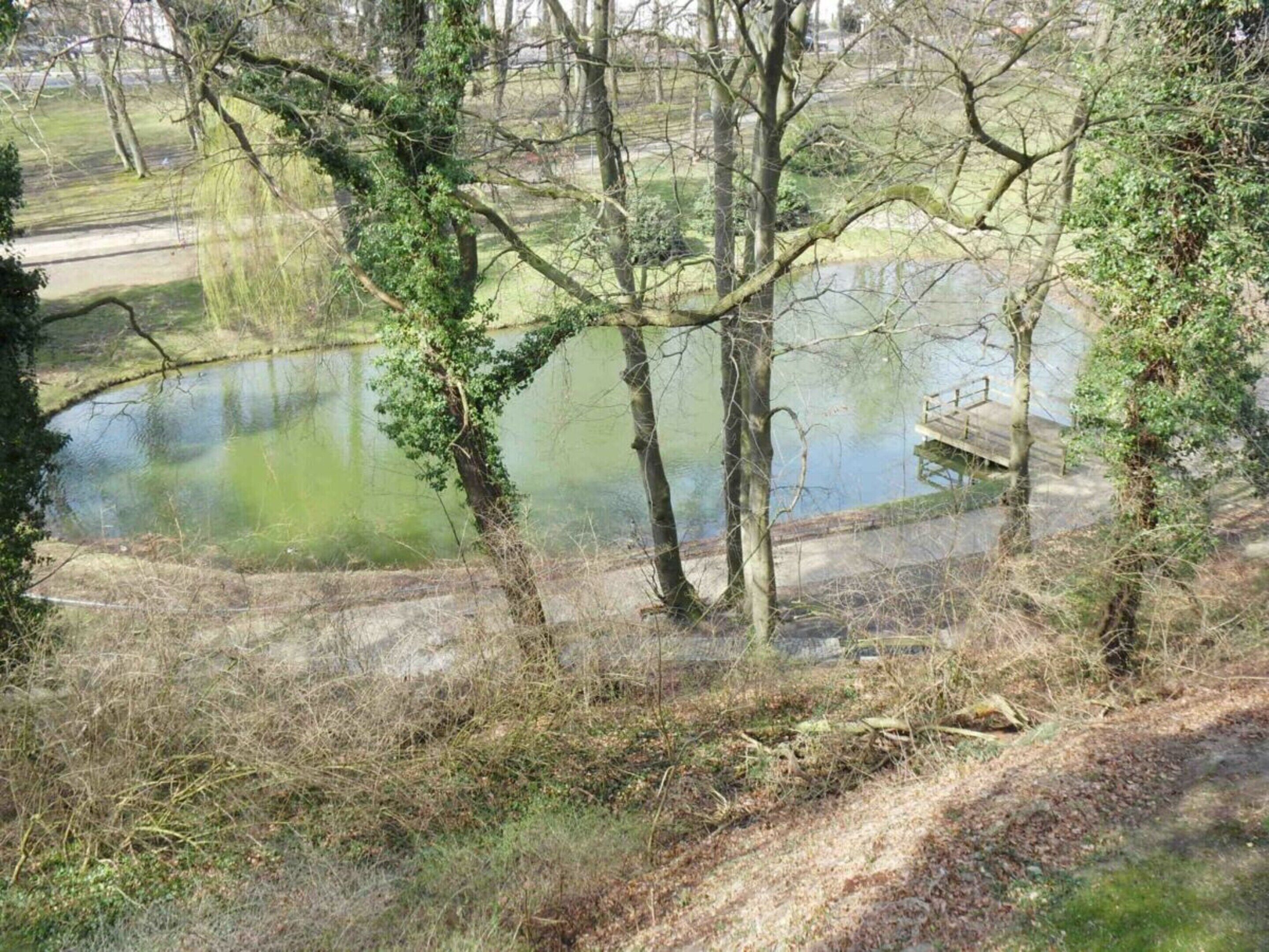 A natural landscape with a pond, trees, and a wooden bridge.