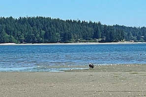 A beach with a forested area in the background and a clear sky. - 3 BR Waterfront home in the heart of Gig Harbor (Gig Harbor)