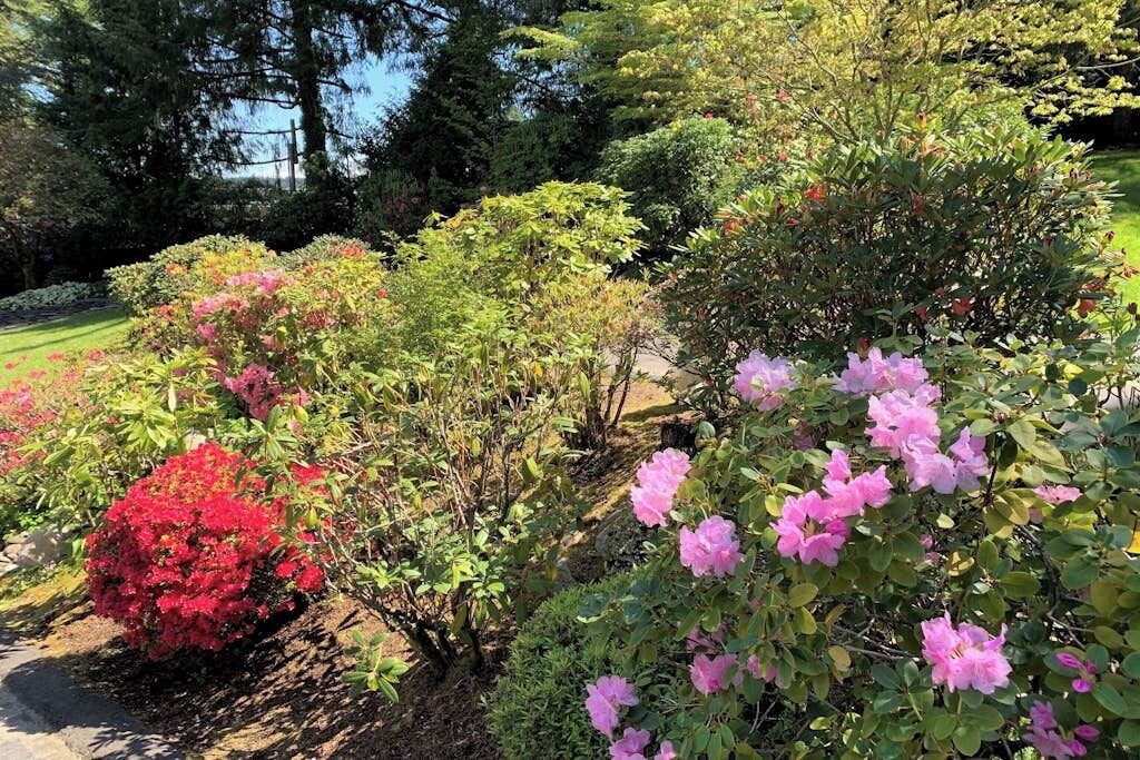 A garden with various shrubs and flowering plants.