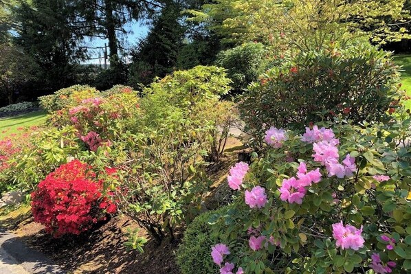 A garden with various shrubs and flowering plants.