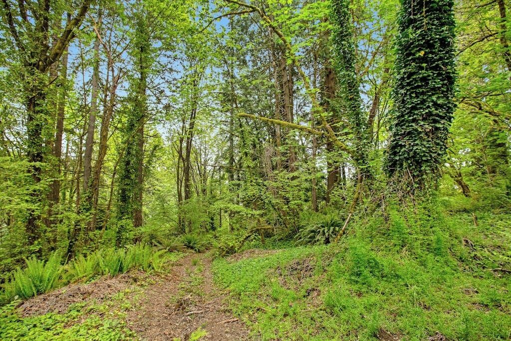A forested area with a dirt path.