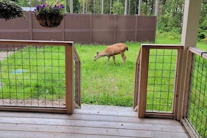 Ett inhägnat utomhusområde med en träaltan, en hängande blomkorg och ett rådjur som betar.