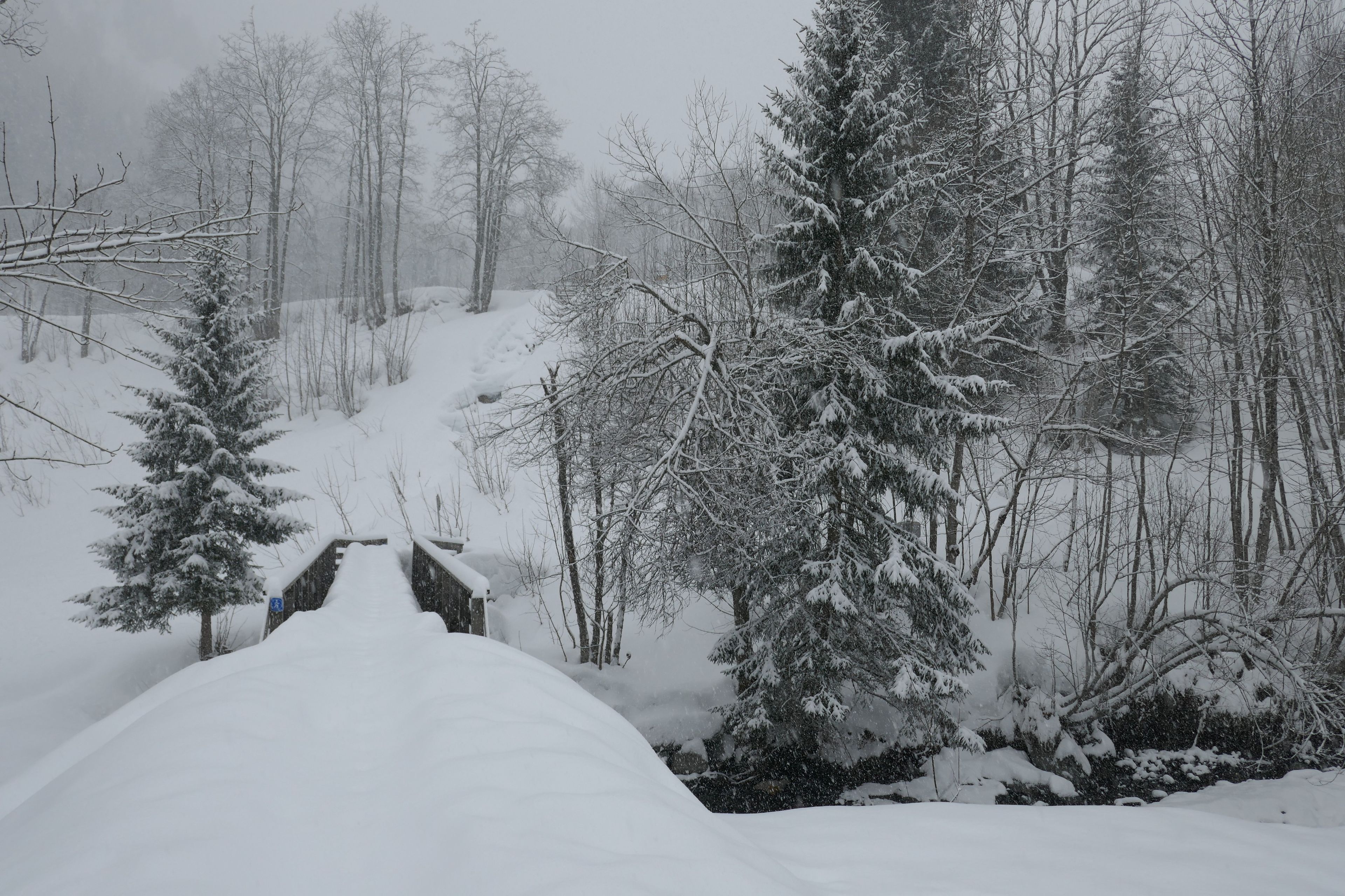 A snow-covered bridge in a forest with trees on either side.