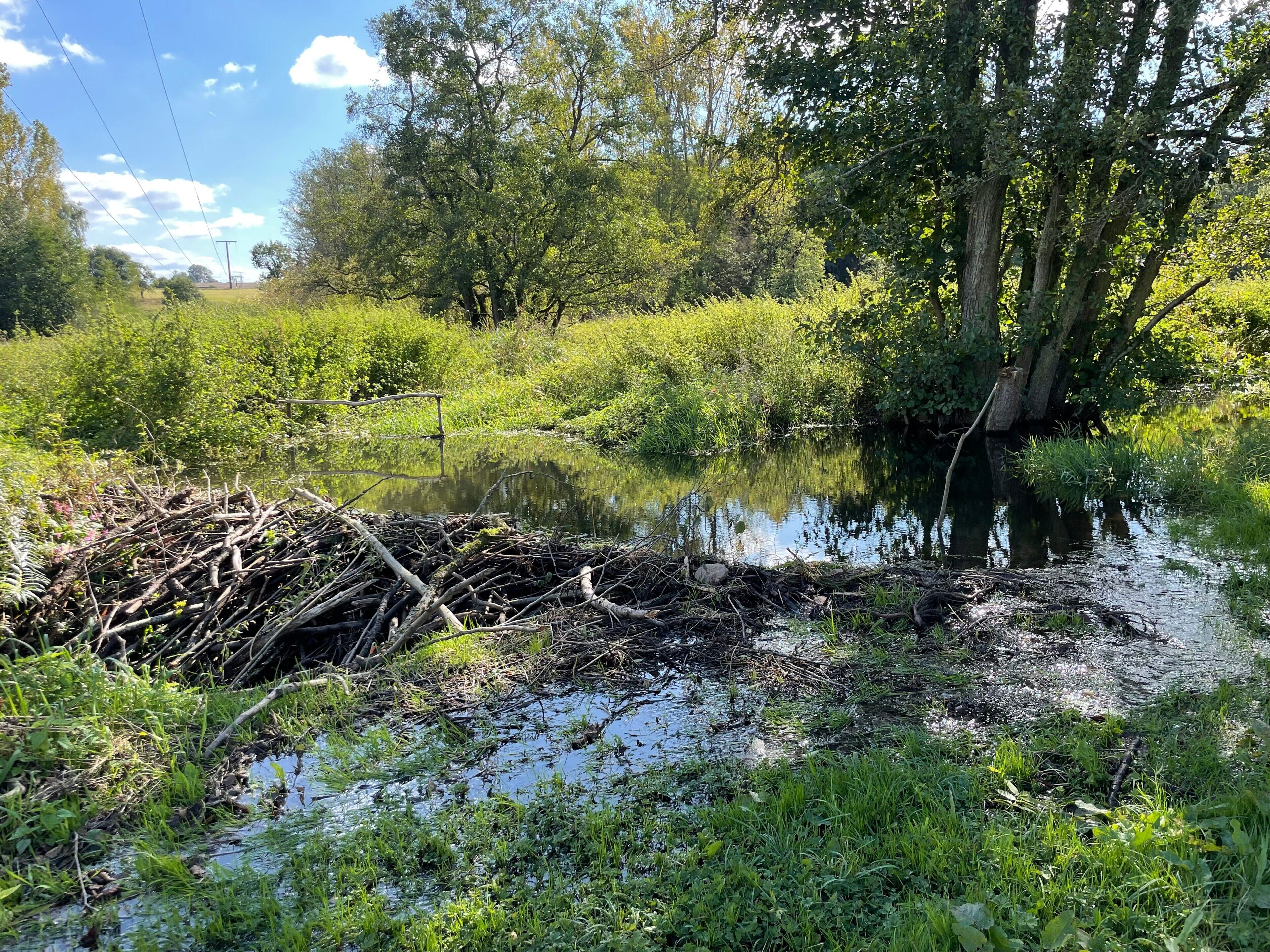 Un paysage naturel comprenant une étendue d’eau, entourée d’une végétation luxuriante et d’arbres.