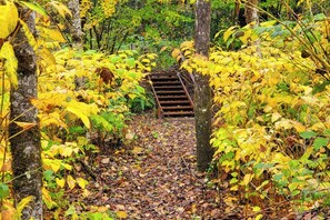 A forest path with a wooden staircase leading up. - Secluded 3BR with hot tub, firepit & deck (Gold Bar)