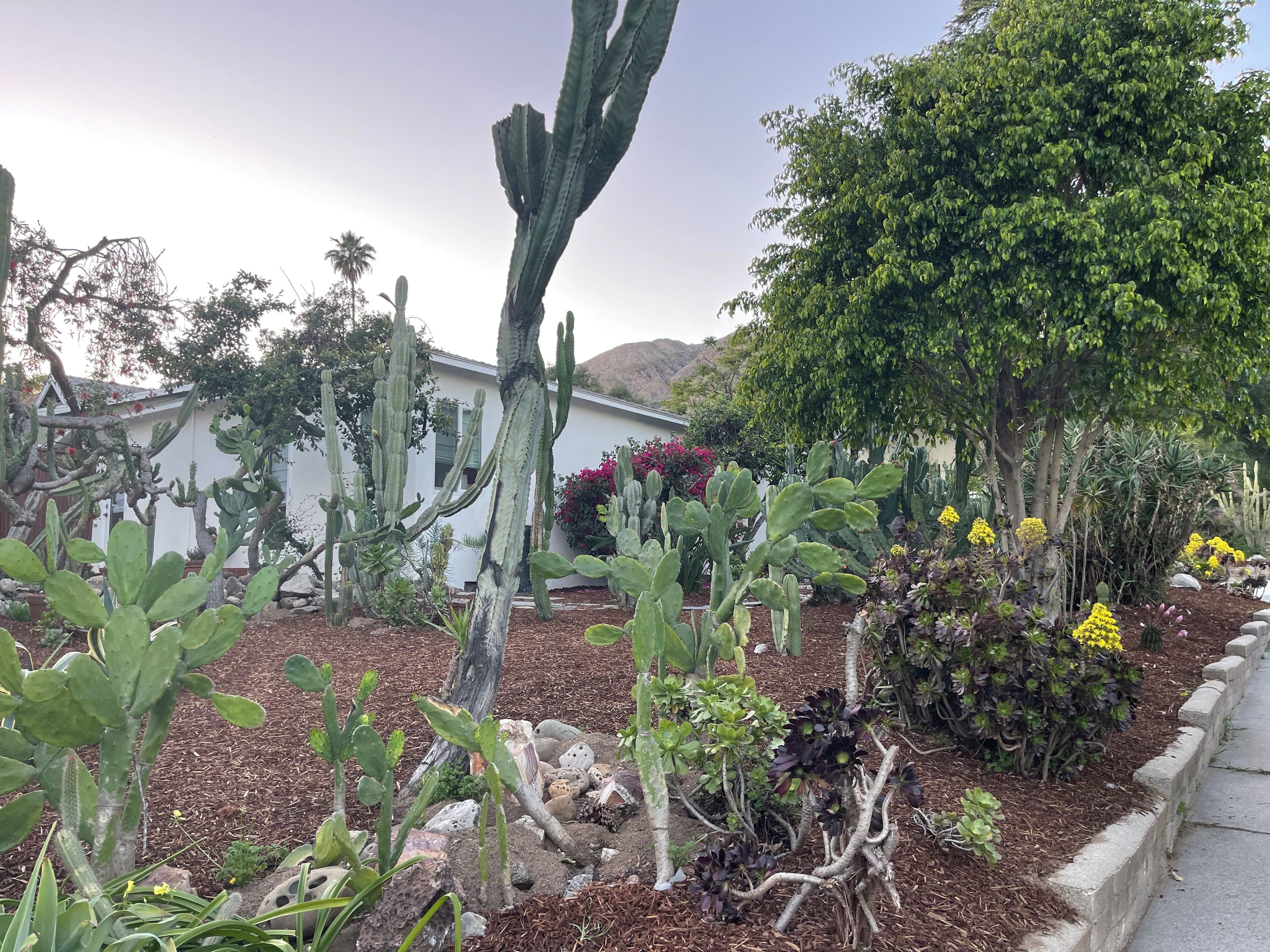Um jardim com diversos cactos e suculentas, uma árvore e um edifício ao fundo.