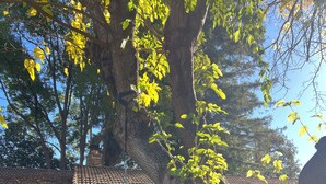Un arbre dont les branches sont ornées d’une balançoire faite d’un pneu, une maison avec un toit en tuiles et une cour verdoyante parsemée de feuilles mortes.
