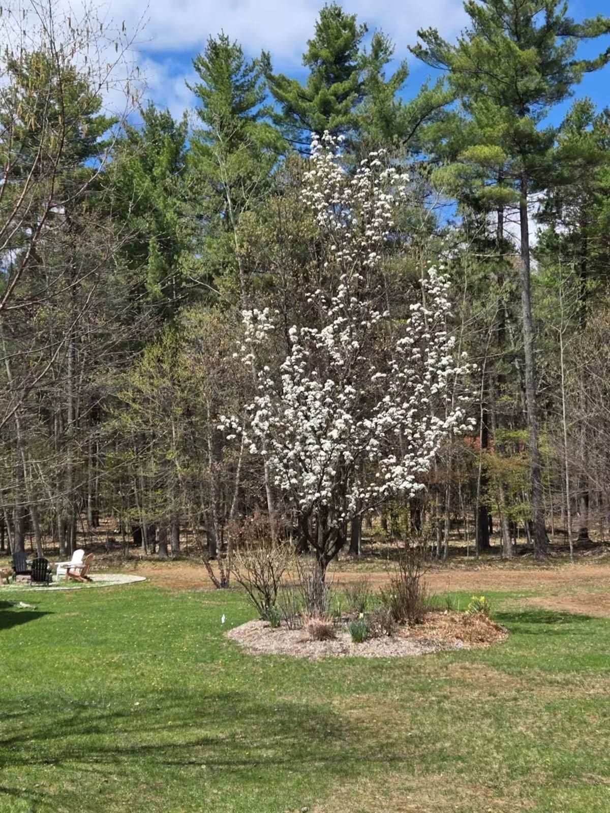 Ein Baum mit weißen Blüten in einer grasbewachsenen Fläche, umgeben von anderen Bäumen.