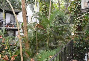 A lush indoor garden with various tropical plants and a metal fence. - 2-bedroom apartment in peaceful Puerto Vallarta with AC (Puerto Vallarta)