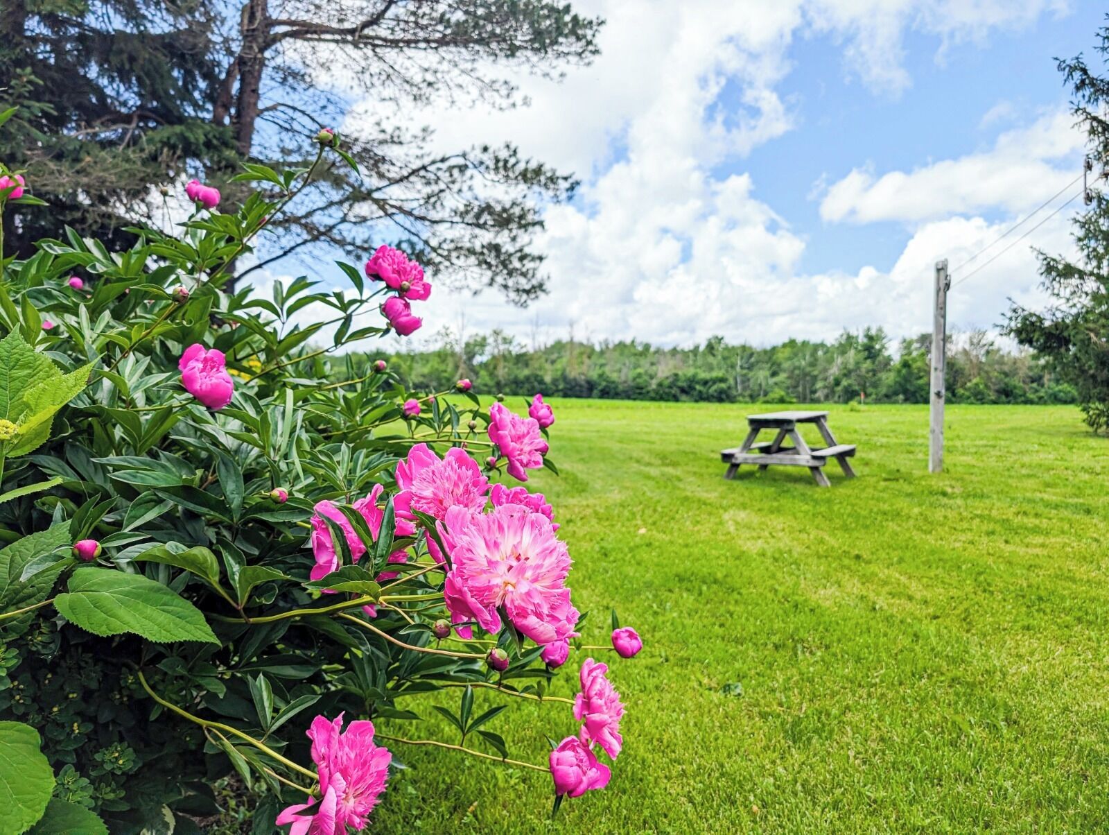 Um campo gramado com uma mesa de piquenique de madeira e flores cor-de-rosa desabrochando.