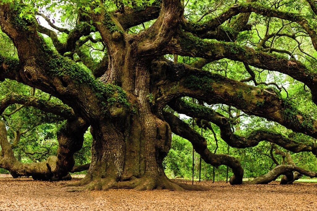 Un árbol grande con ramas abundantes y un tronco grueso, rodeado de un entorno natural.