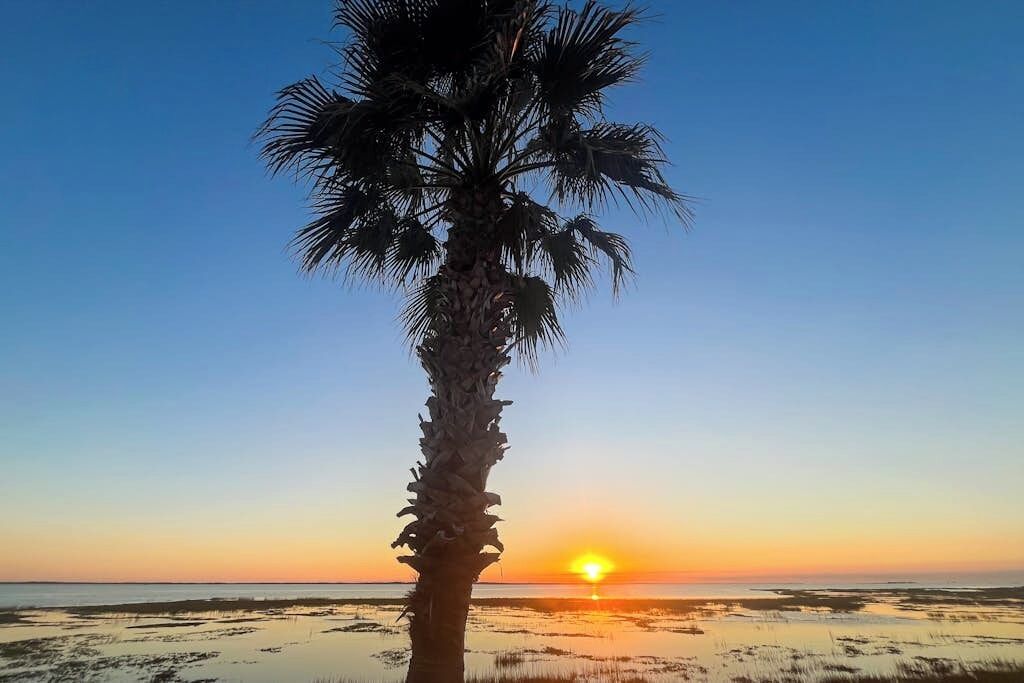 Un seul palmier se dressant sur fond de coucher de soleil et d’un ciel dégagé.