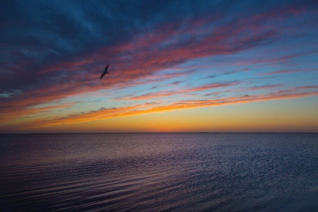 Ein Sonnenuntergang über einem ruhigen Meer, ein Vogel im Flug.