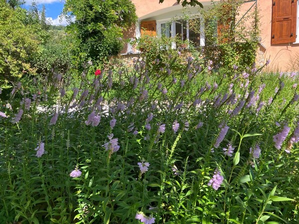 A garden with lavender plants in front of a building with a window and a door.