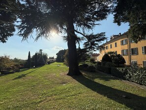 A grassy area with a large tree and a building with multiple windows.
