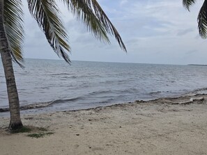 Ein Strand mit sandigem Ufer und Palmen.