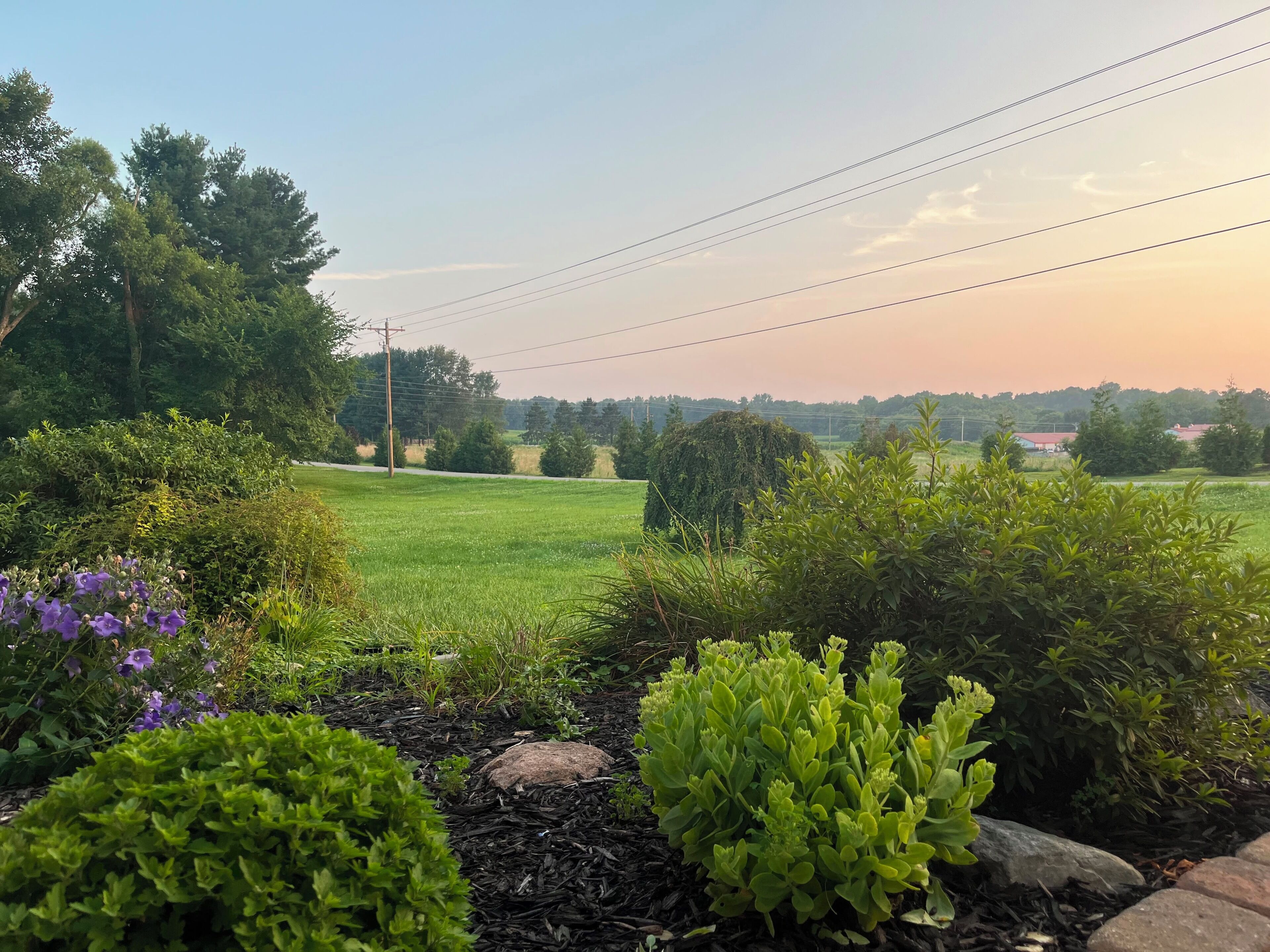 A garden with various plants and a lawn, surrounded by trees and a distant view of a field.